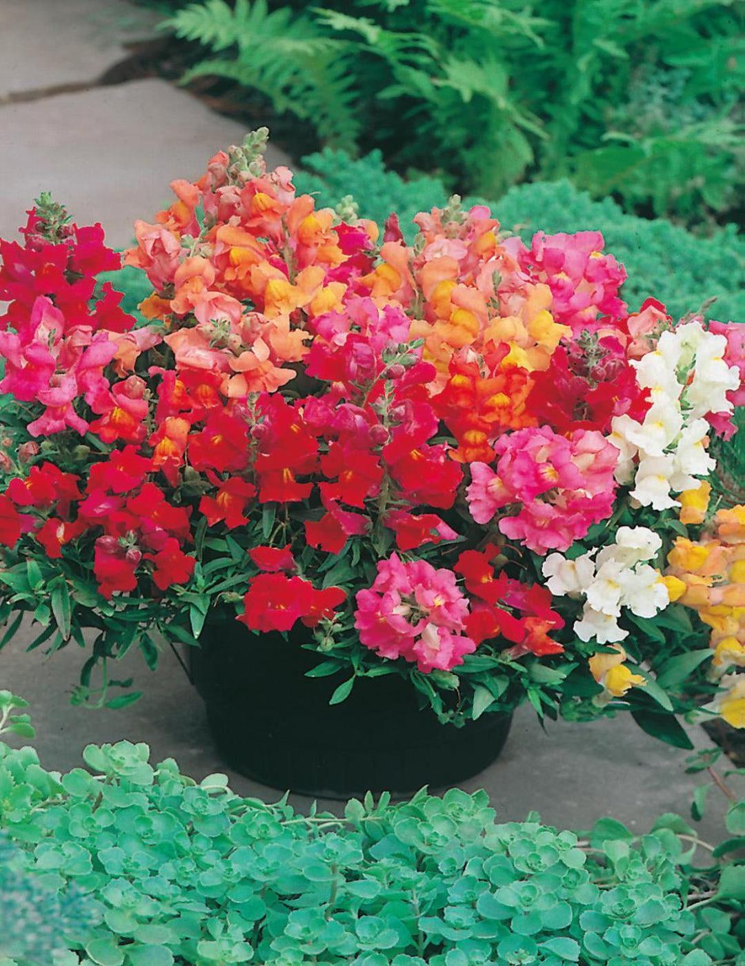 Snapdragon Magic Carpet Mixed Dwarf
