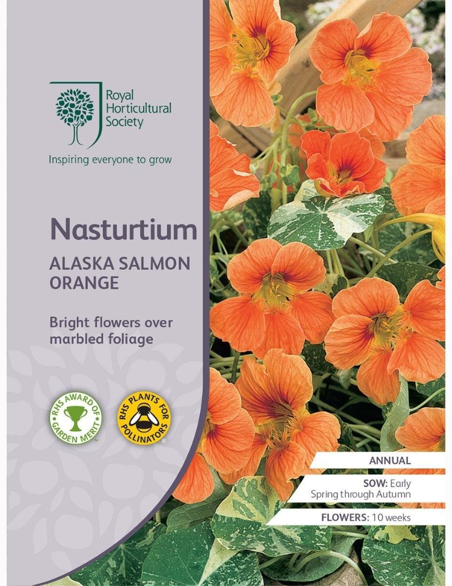 Nasturtium Alaska Salmon Orange