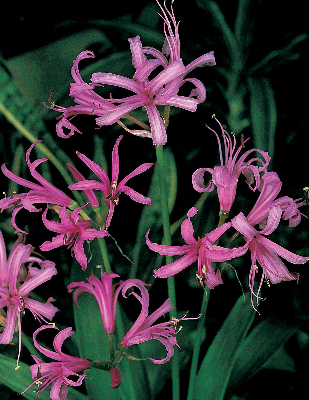 Nerine Winter Cheer