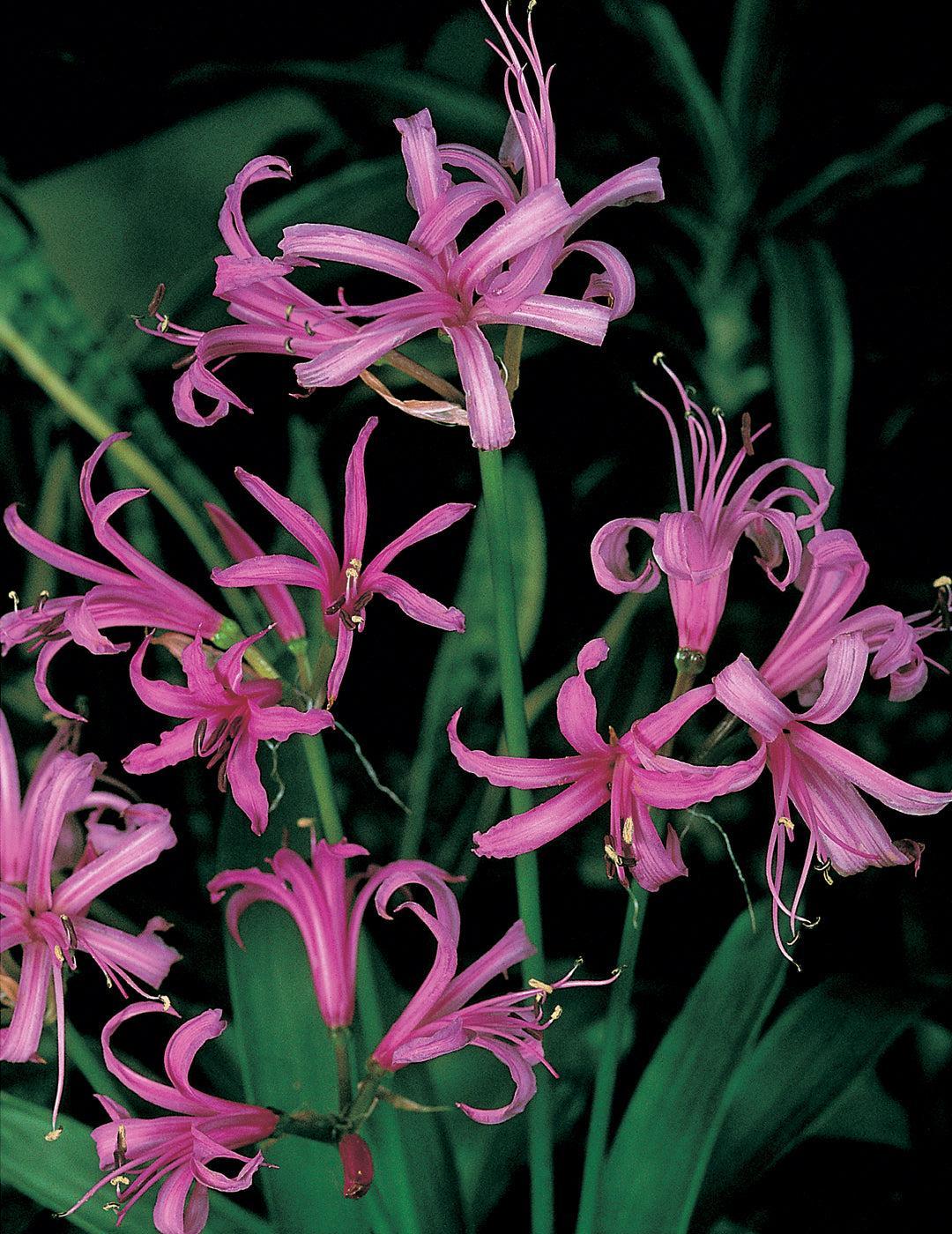 Nerine Winter Cheer