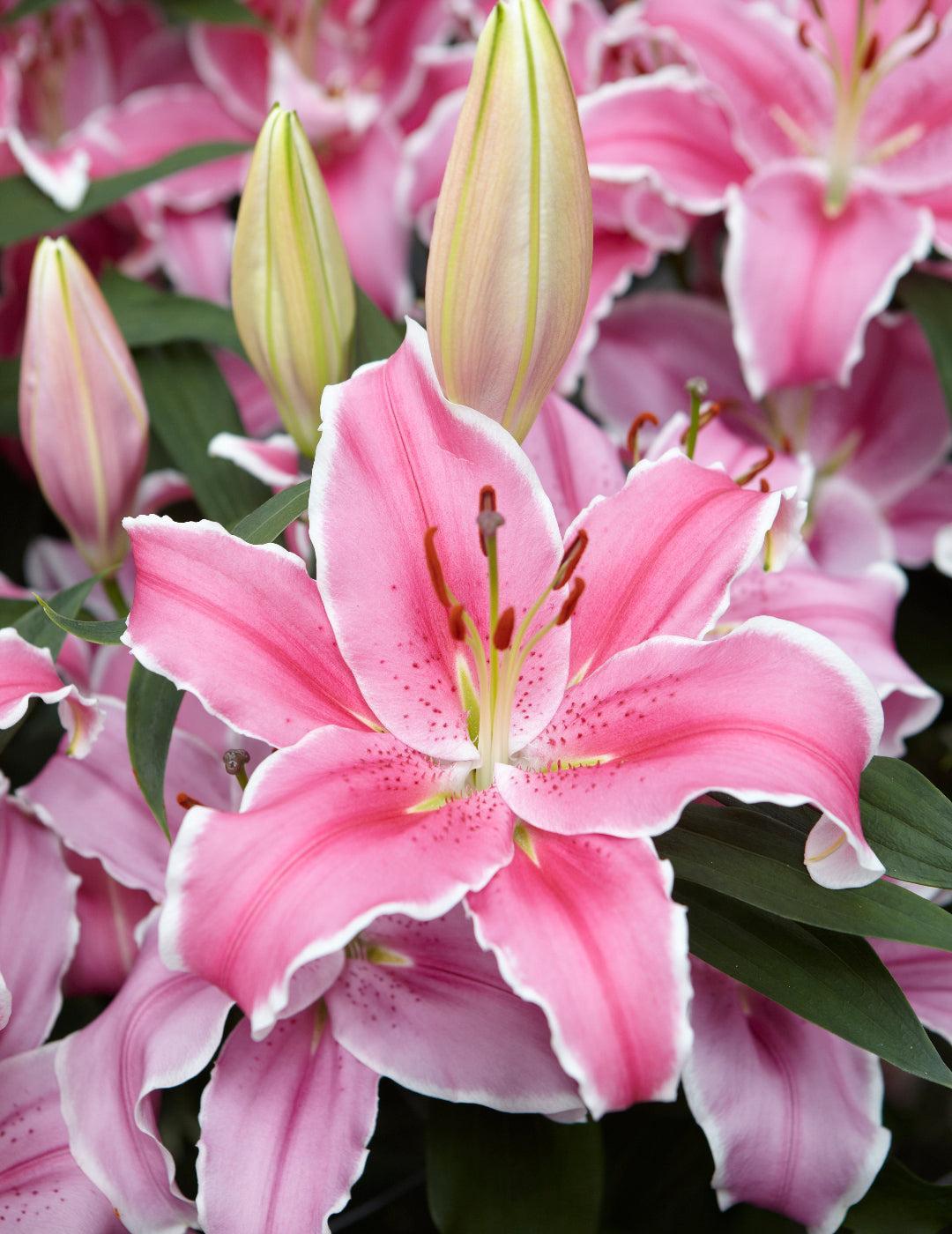 Oriental Lily Marlon (season:Aug-Sep)