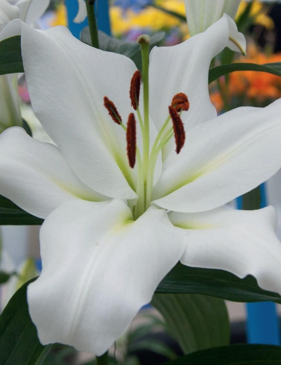 Oriental Trumpet Lily Zambesi (Season: Aug-Sep)