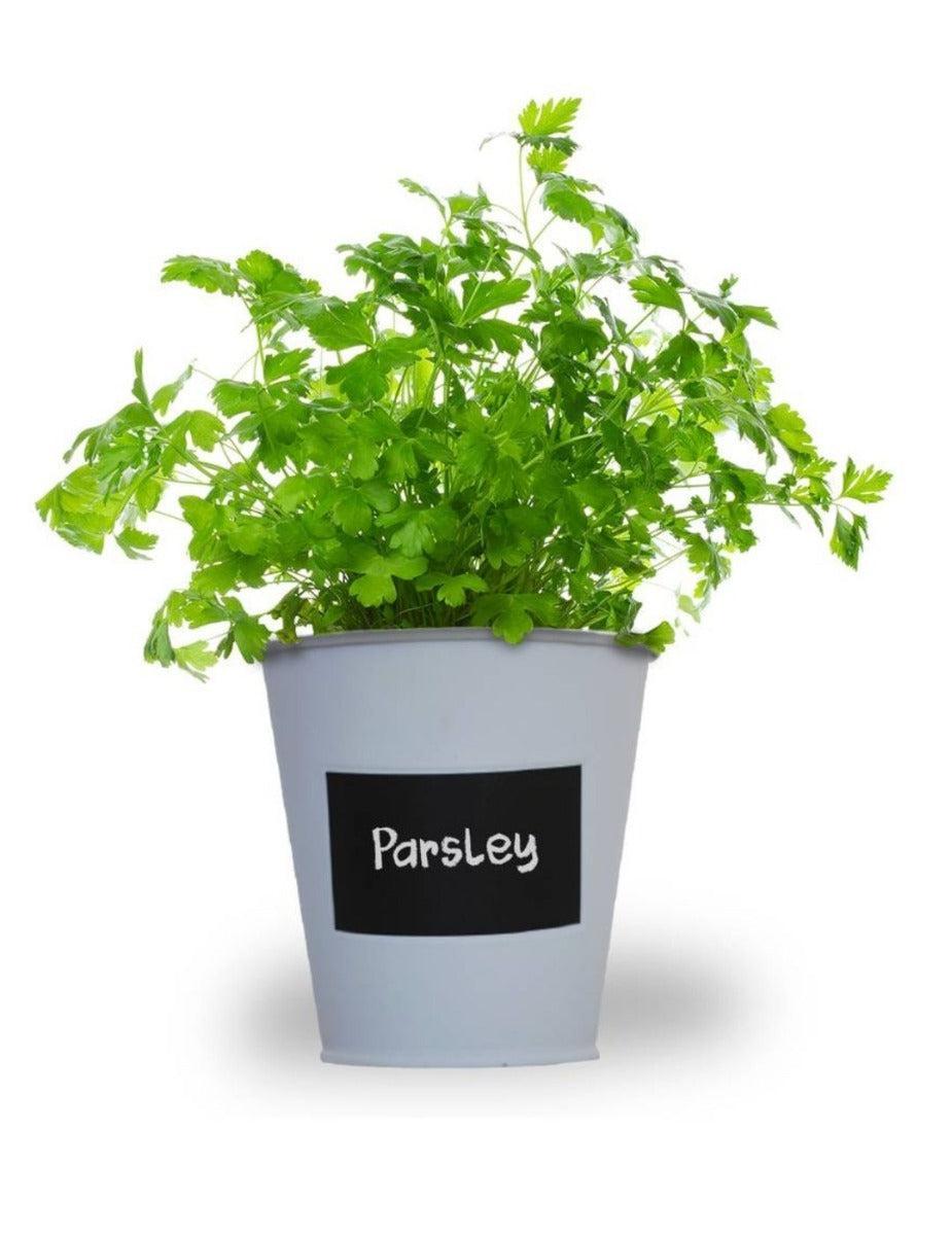 Parsley - Chalkboard Grow Kit Tin