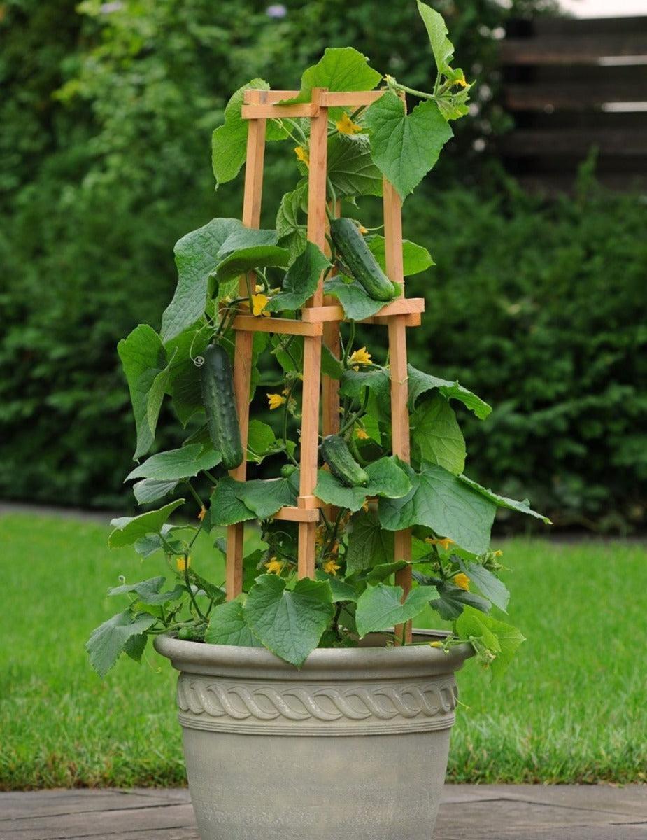 Cucumber Patio Snacker F1
