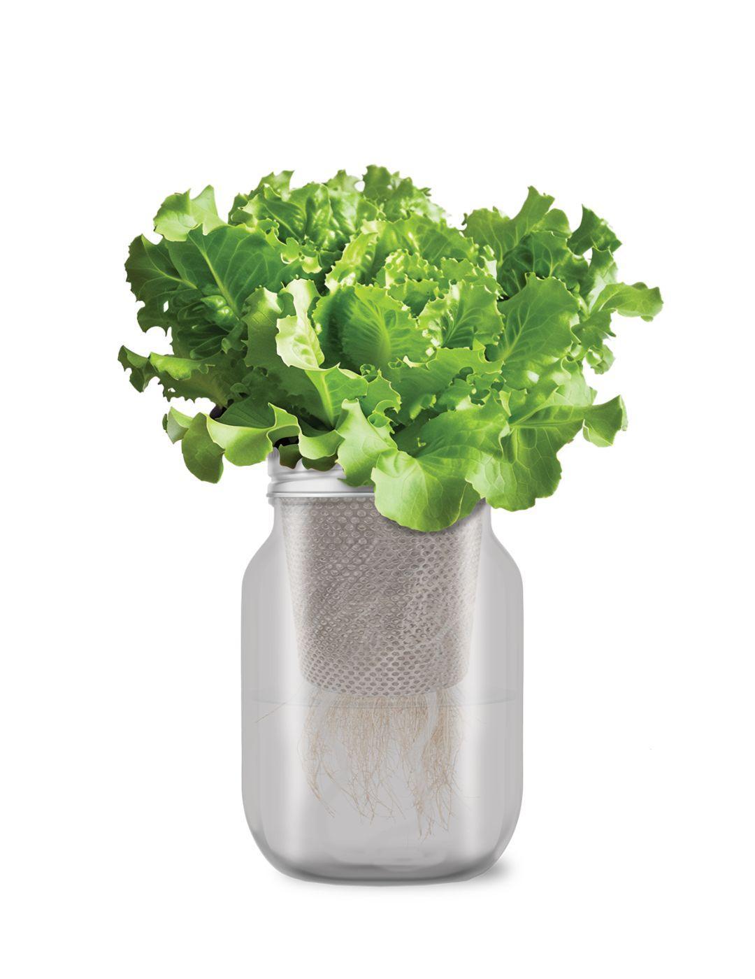Self-Watering Mason Jar Kit (All Year Round Lettuce Seeds)