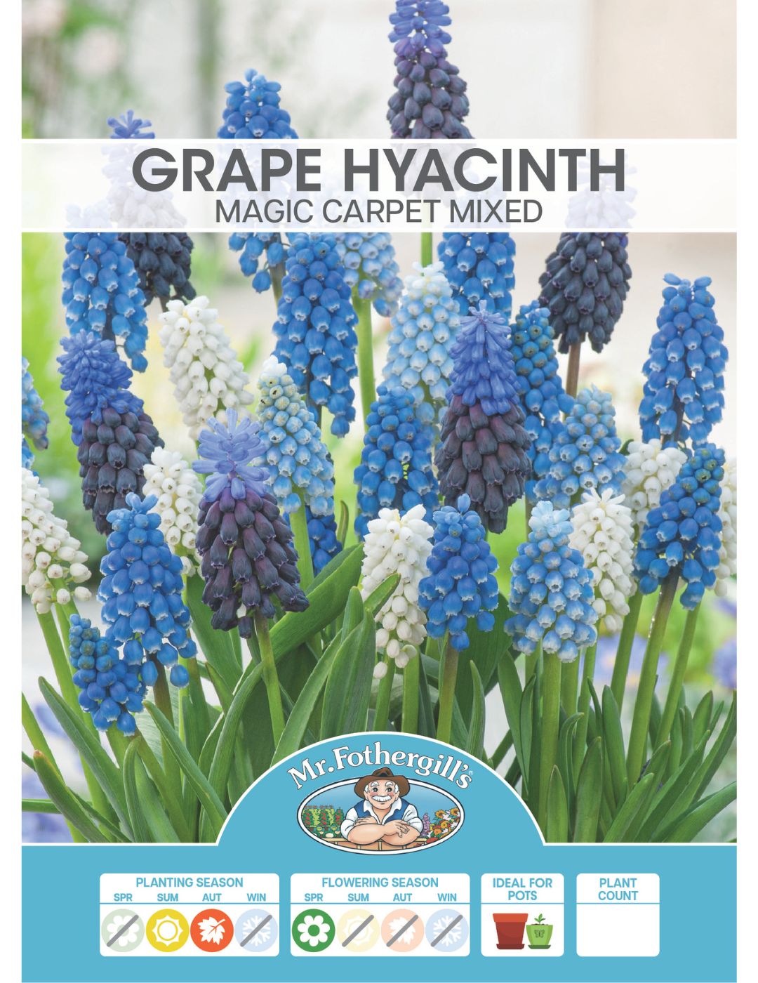 Grape Hyacinth Magic Carpet Mixed Bulbs