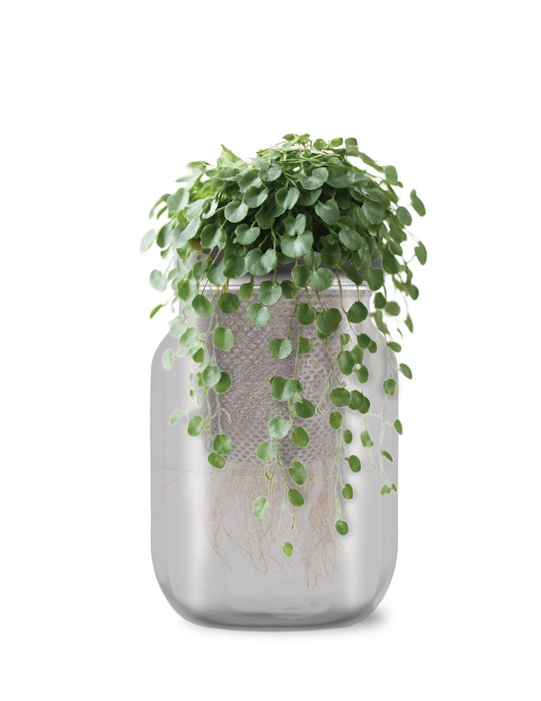 Self-Watering Mason Jar Kit (Dichondra Seeds)