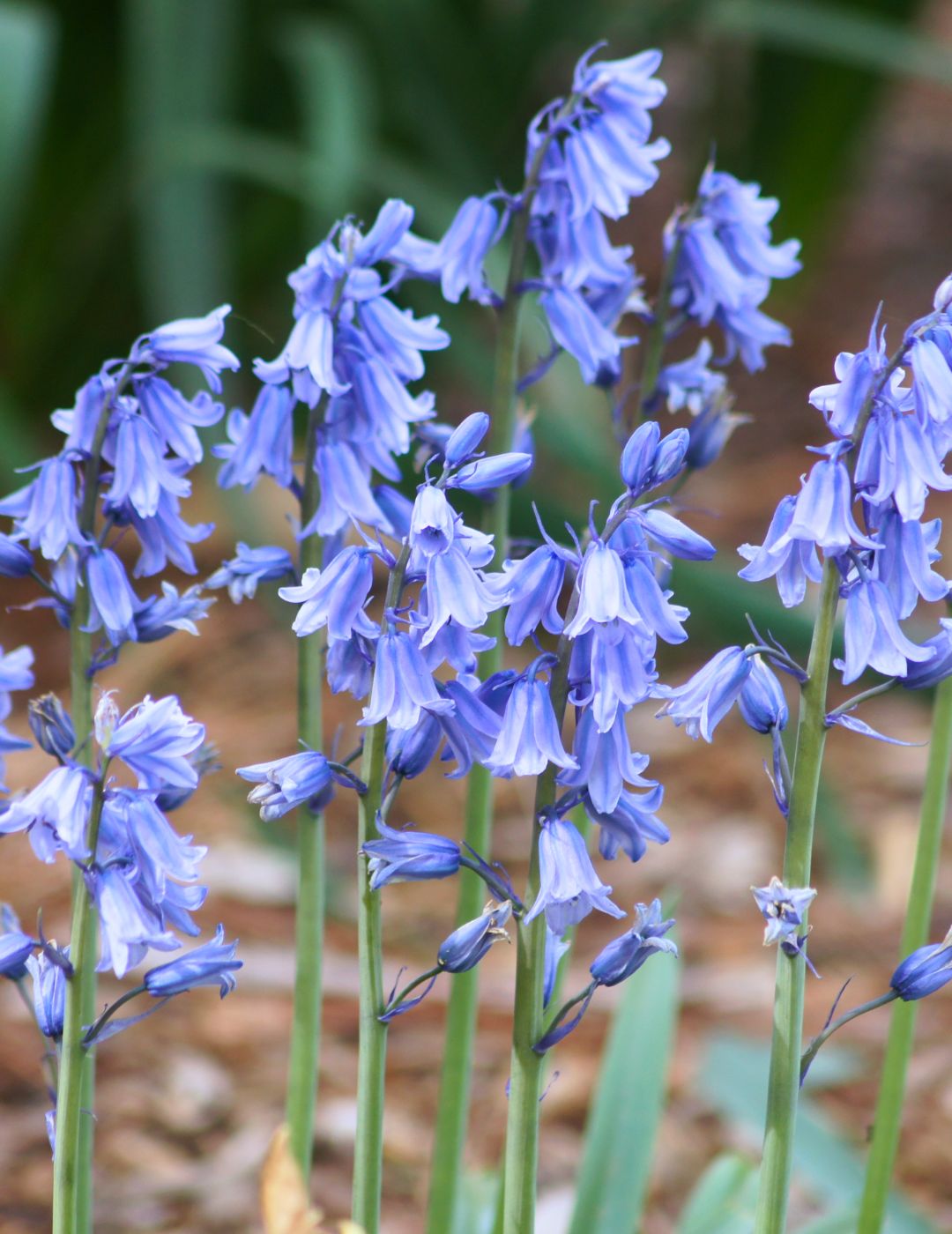 Scilla Blue Bells Bulbs