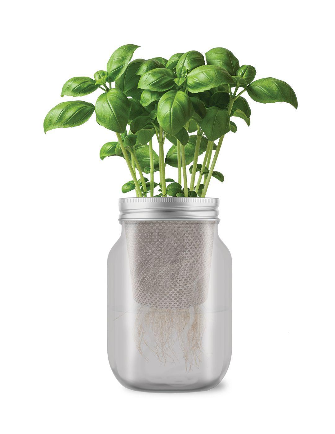 Self-Watering Mason Jar Kit (Sweet Basil Seeds)
