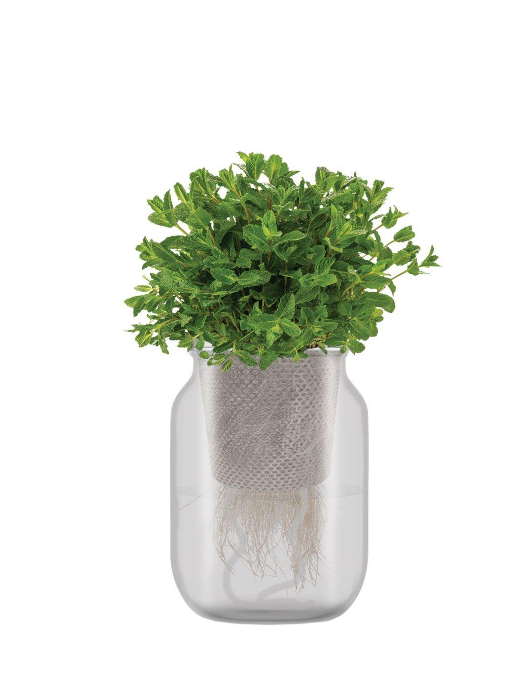 Self-Watering Mason Jar Kit (Spearmint Seeds)