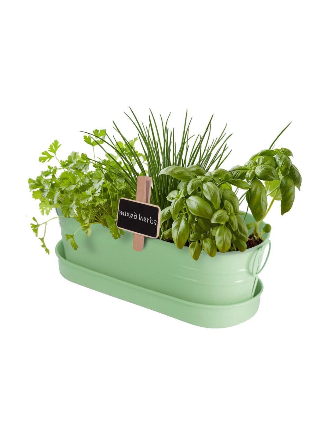 Kitchen Herb Seeds Windowsill Tin Kit