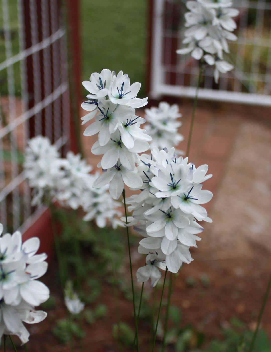 Ixia Green Eyed Lady Bulbs