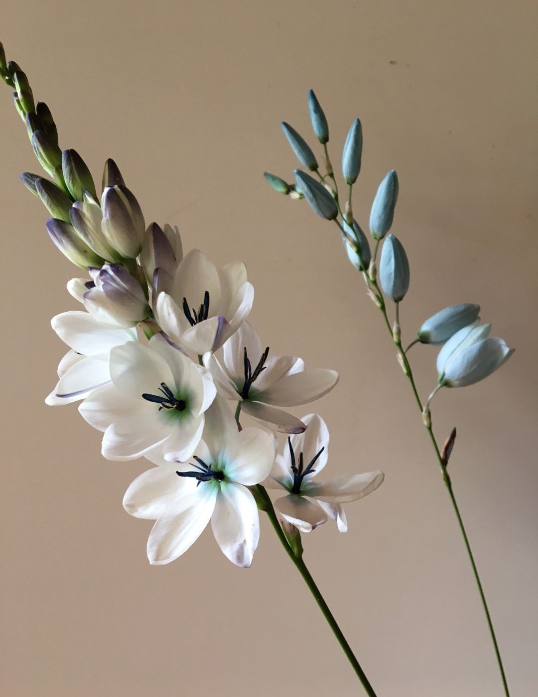 Ixia Green Eyed Lady Bulbs