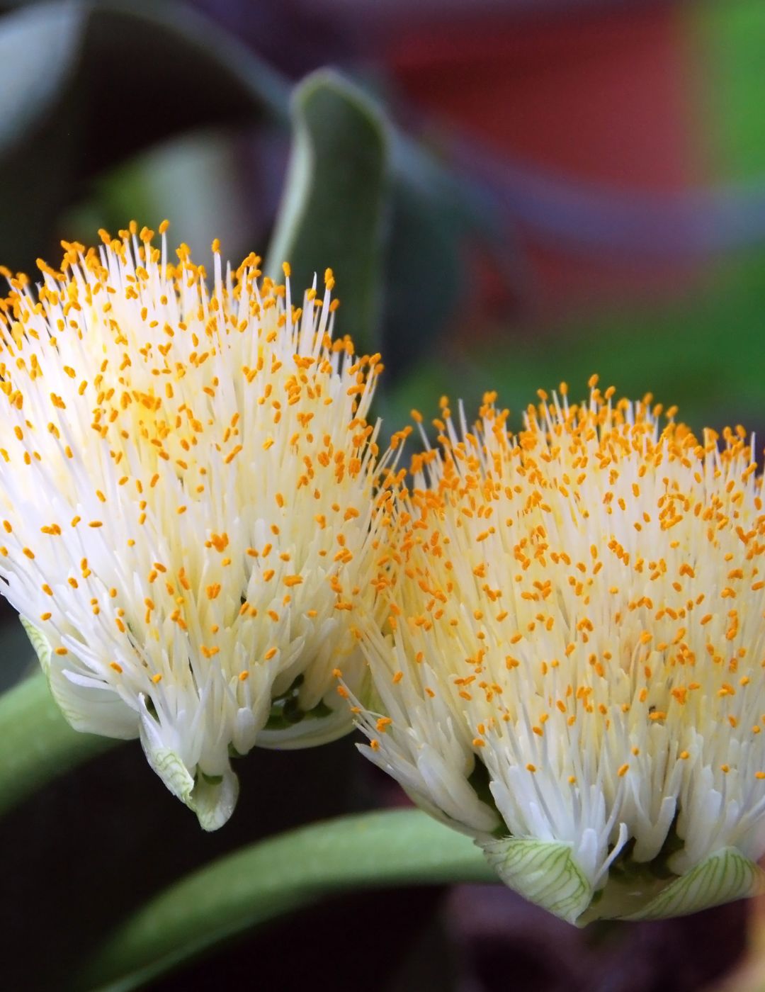 Haemathus White Bulbs
