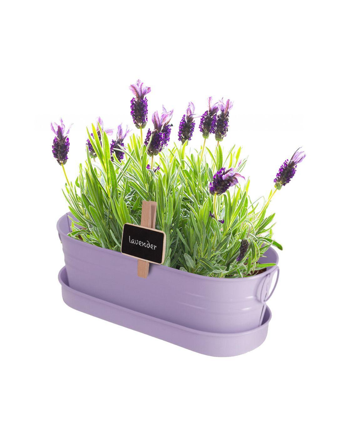 Lavender - Windowsill Tin