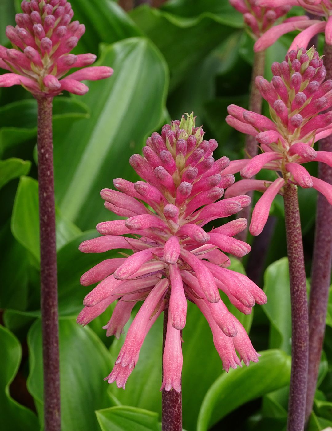 Veltheimia Forest Lily Pink Bulbs