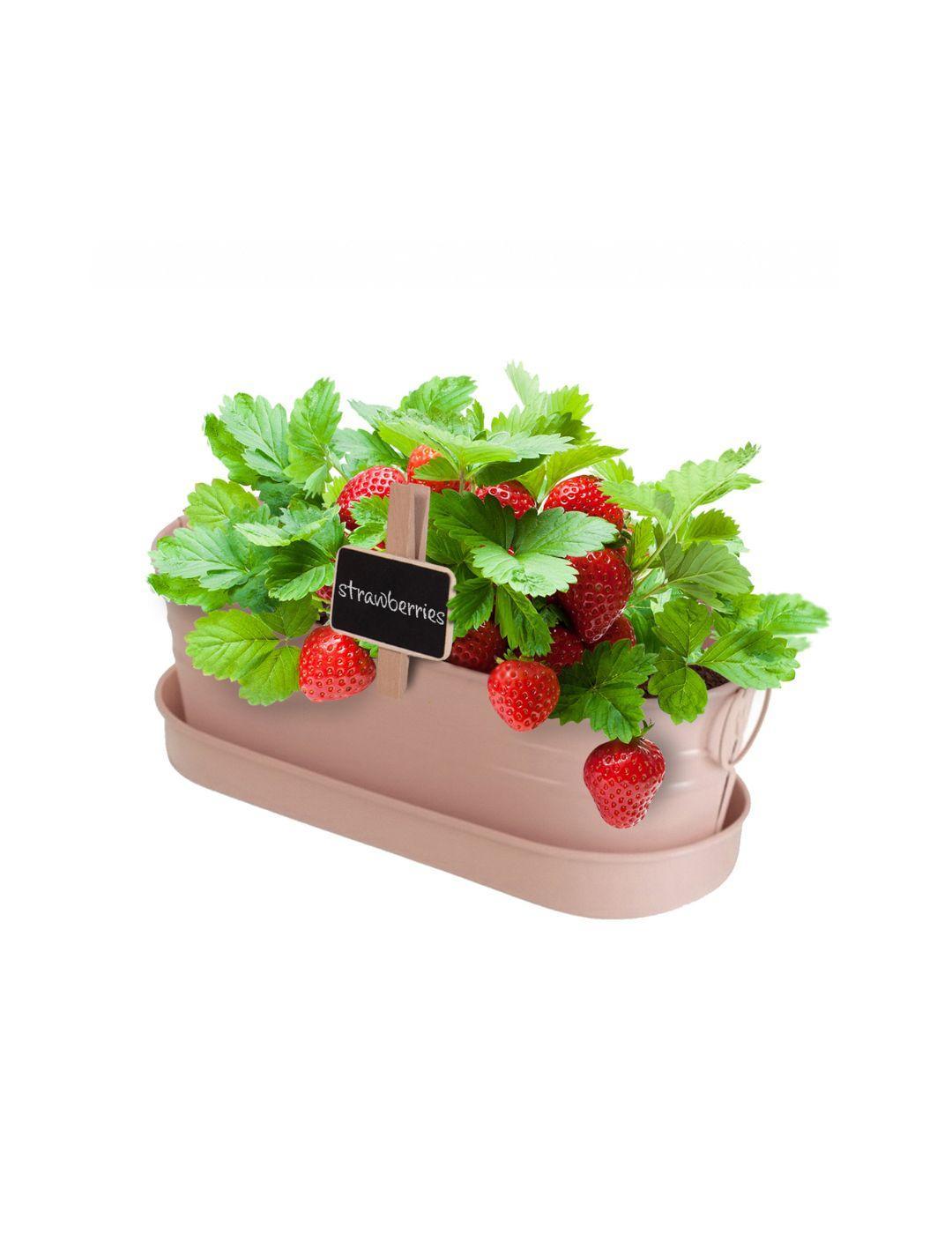 Strawberry - Windowsill Tin
