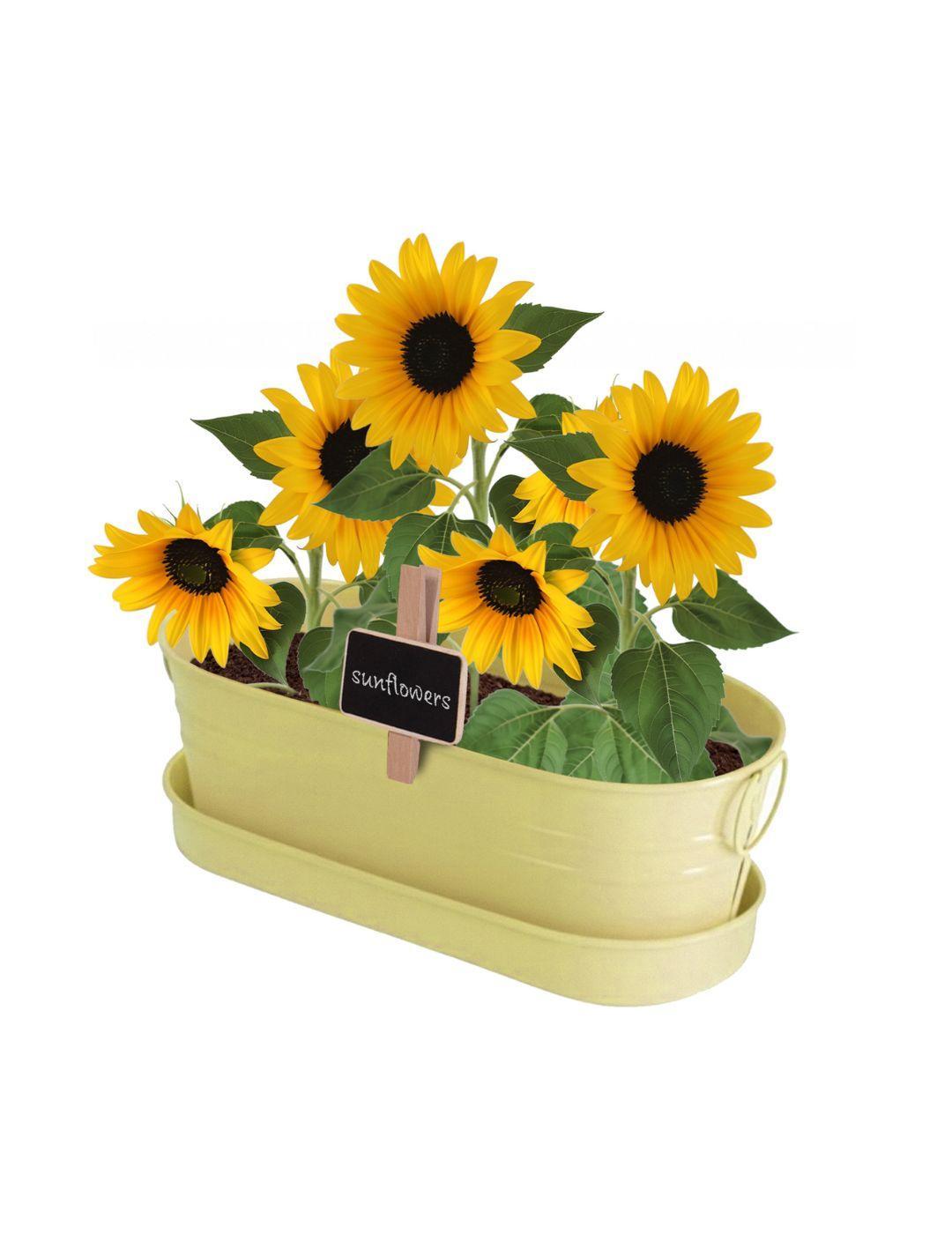 Sunflower - Windowsill Tin