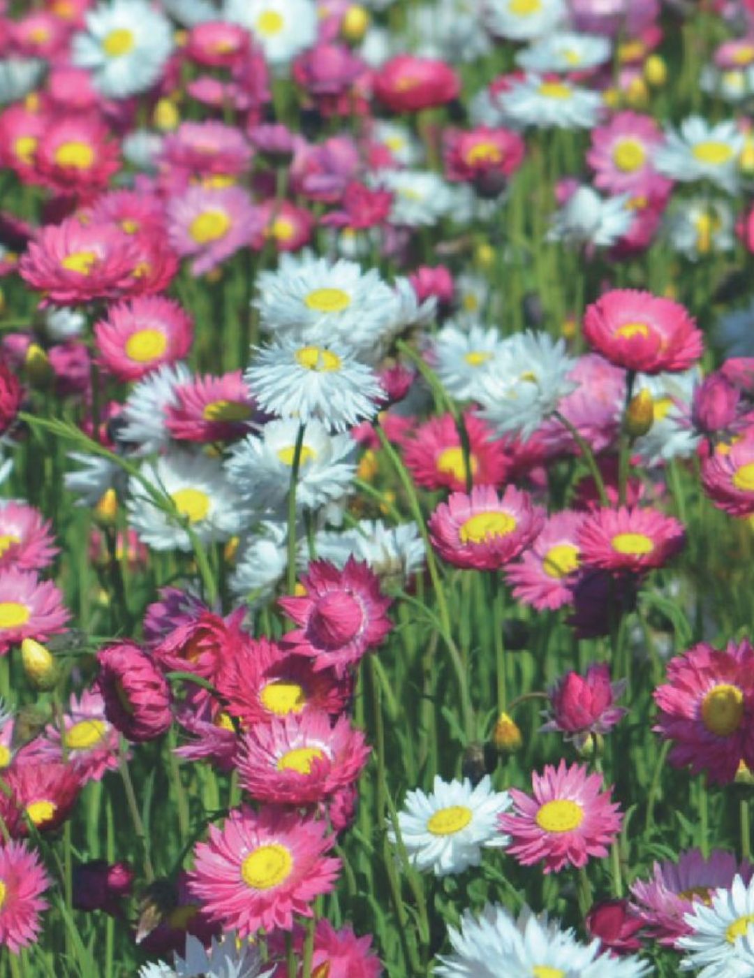 Everlasting Daisies Wildflower Seeds
