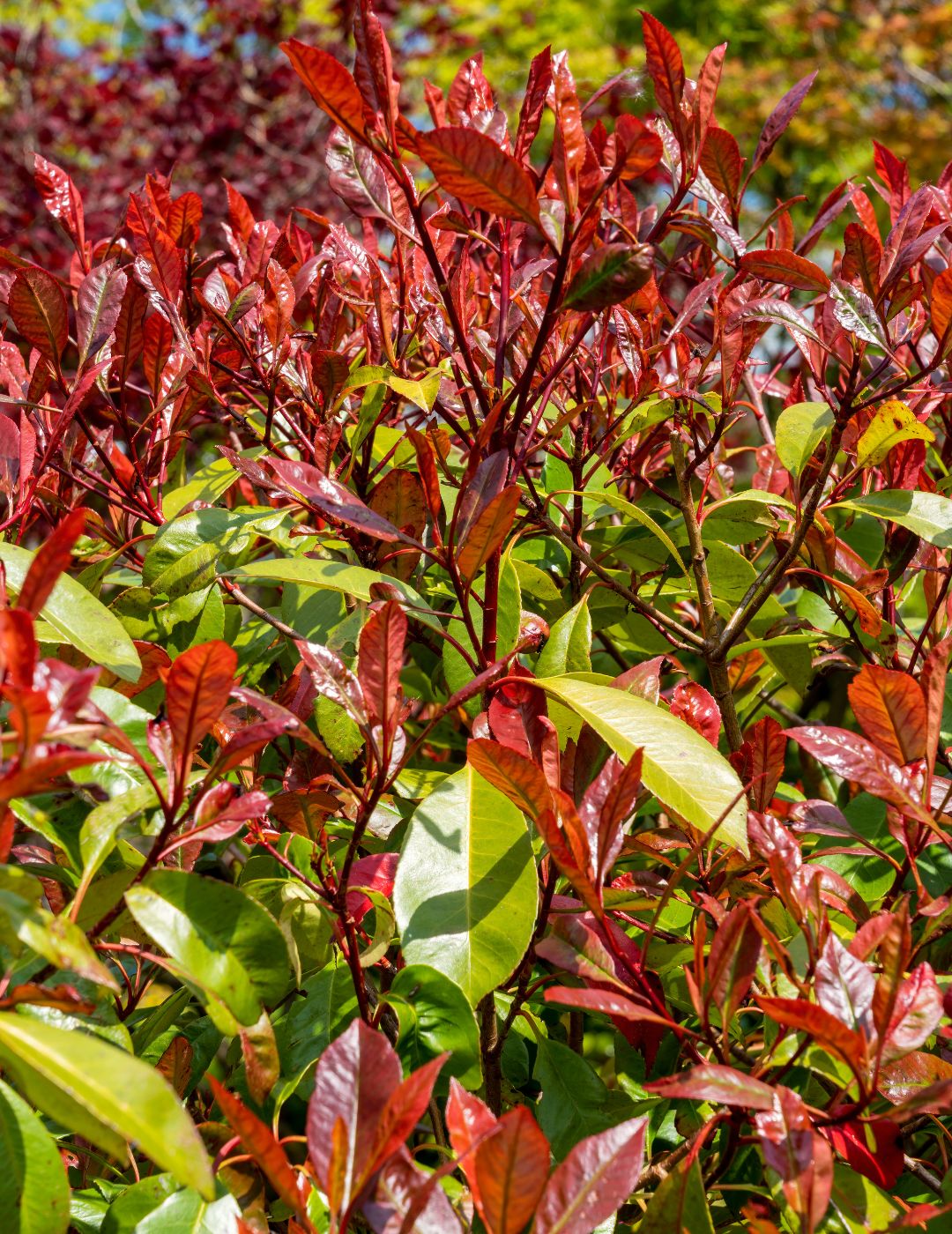 Photinia Robusta Live Plant 5 Pack
