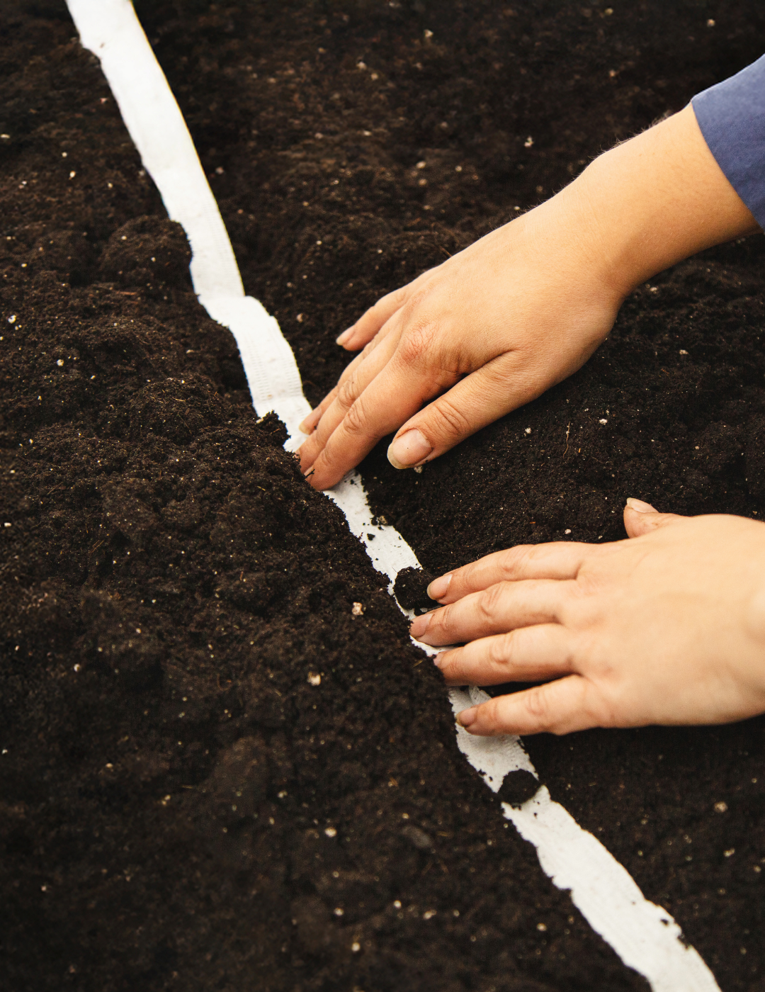 Lettuce All Year Seed Tape