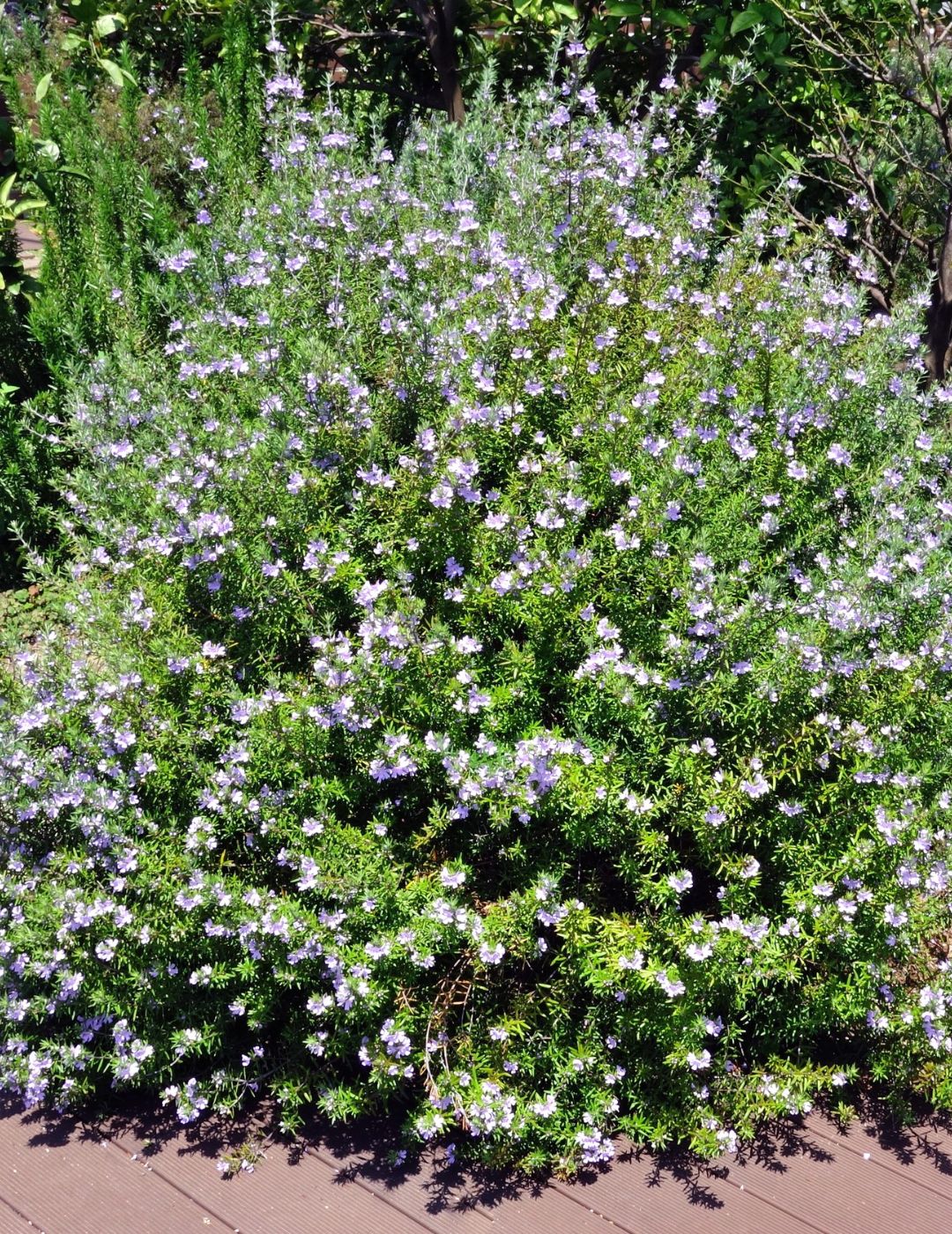 Westringia Zena Live Plant 5 Pack