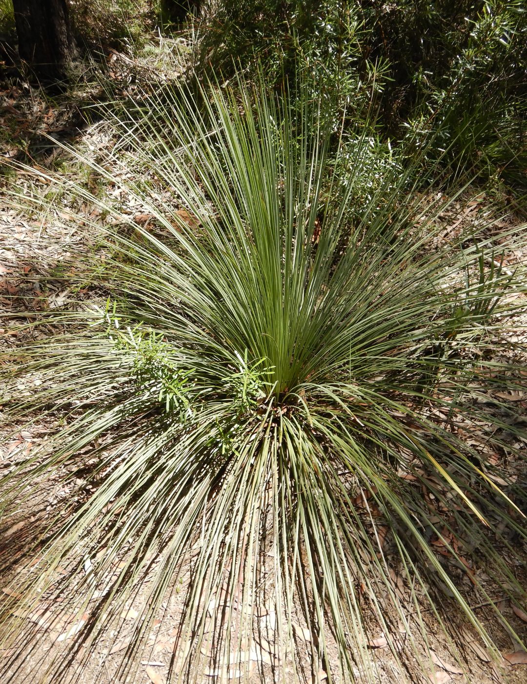 Lomandra Little Pal Live Plant 5 Pack