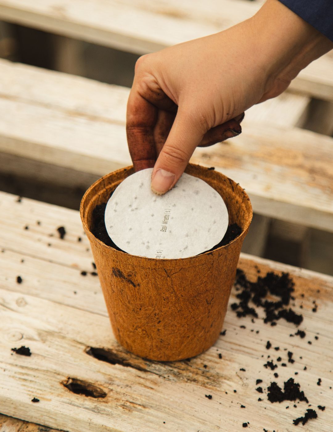 Parsley Plain Leaved Seed Mat