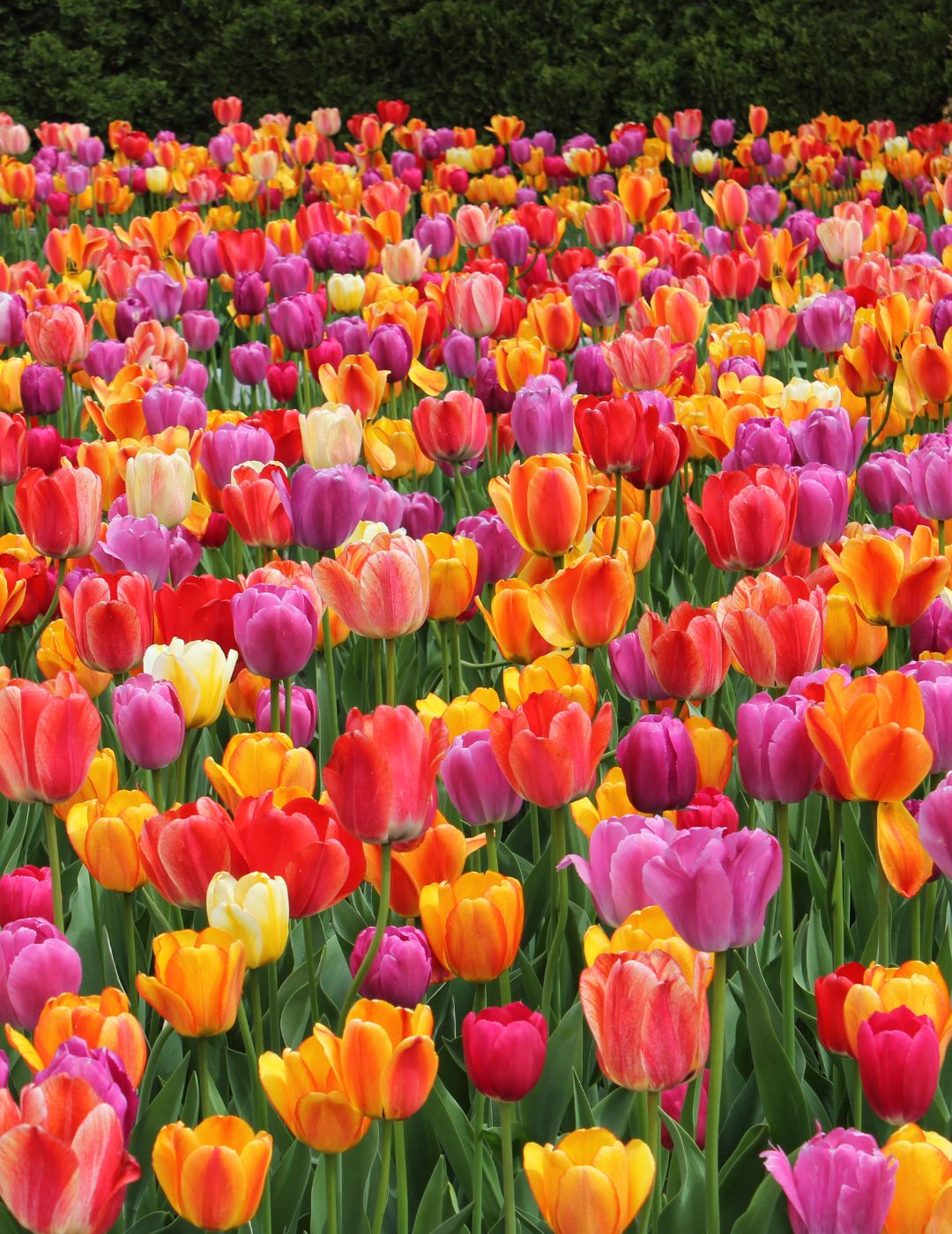 Tulip Mega Pack