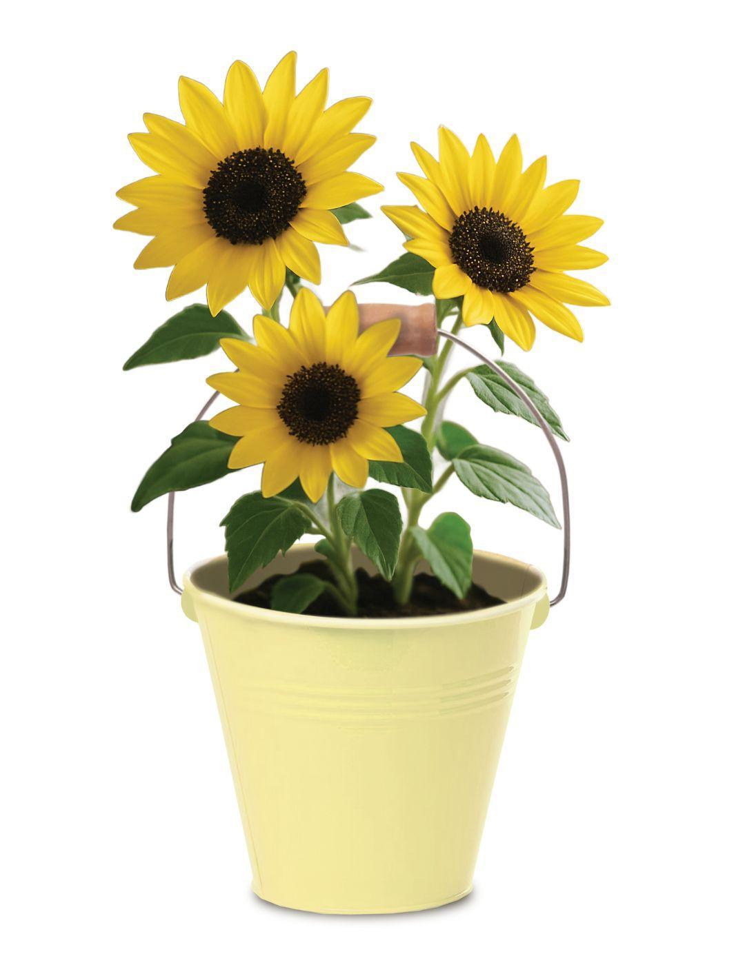 Sunflower - Round Grow Kit Tin