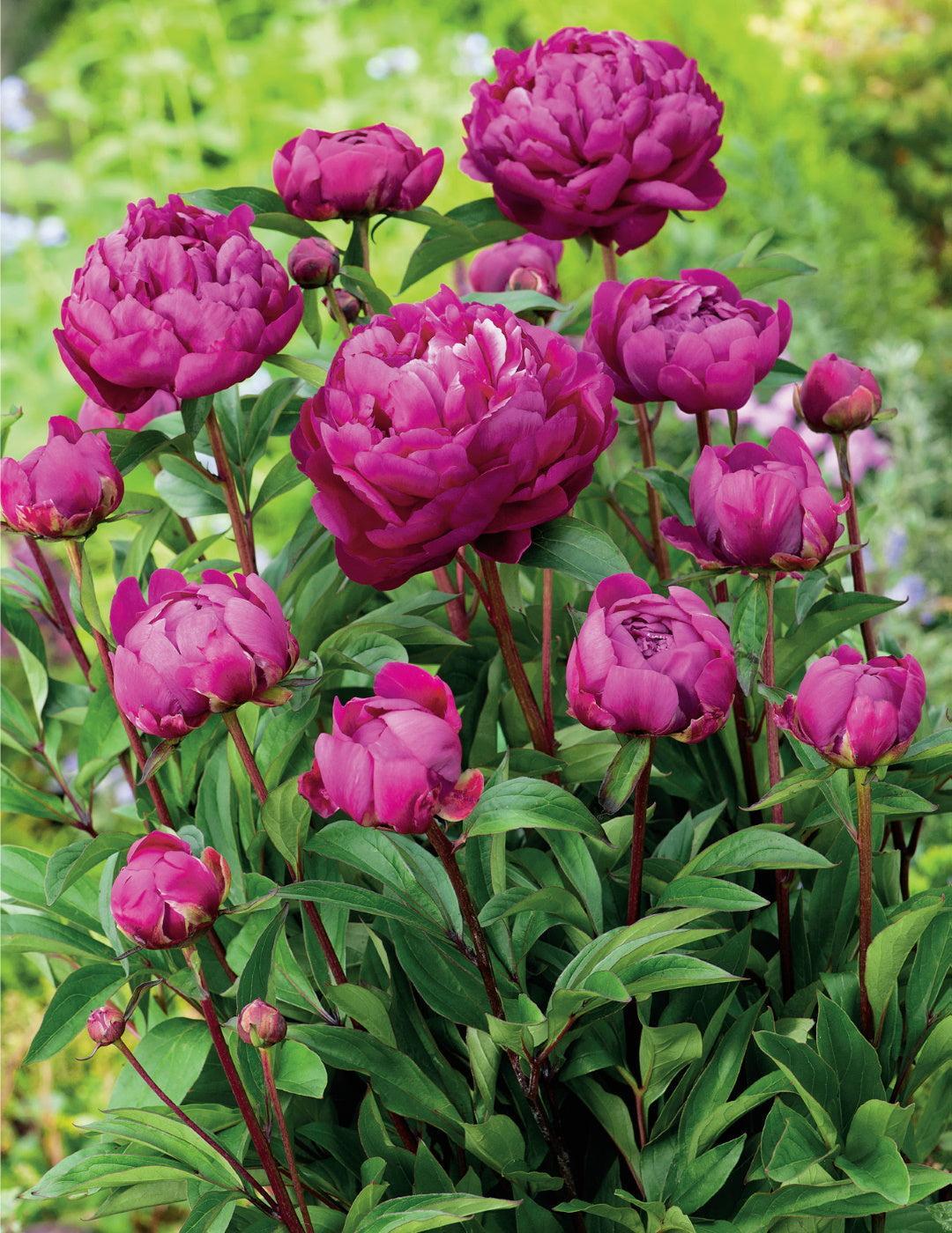 Peony Rose Karl Rosenfield (season: Winter)
