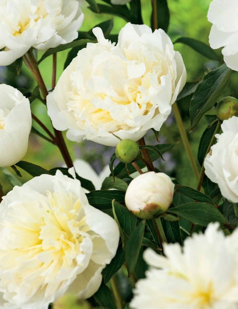 Peony Rose Ladybird (Season: Winter)