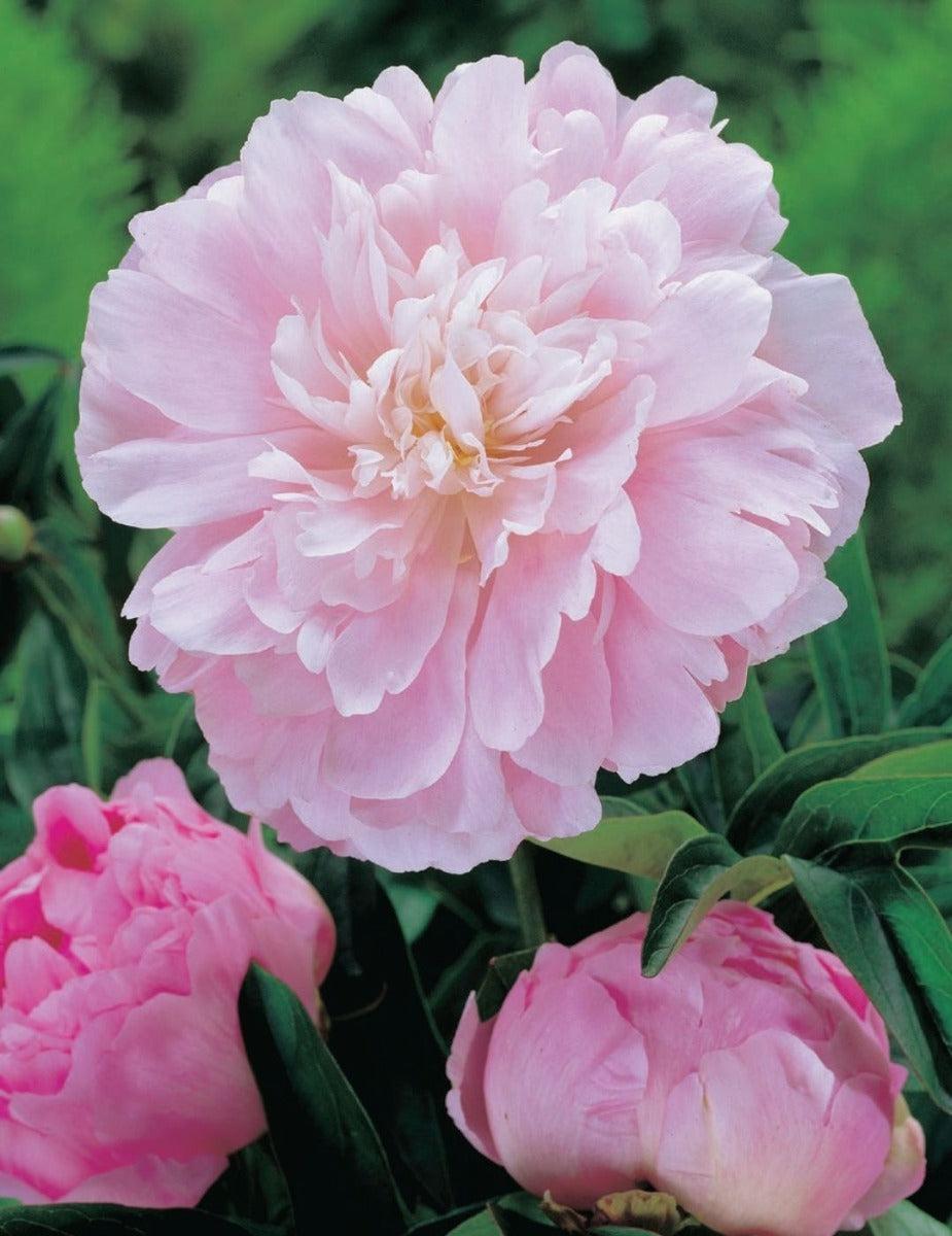 Peony Rose Marguerite Gerard (Season: Winter)