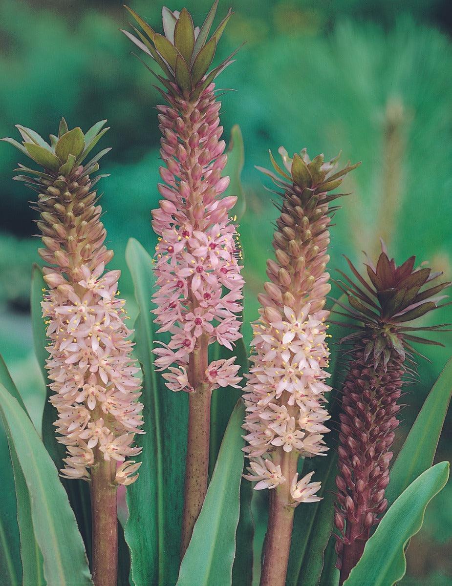 Pineapple Lily Mix (season: Winter)