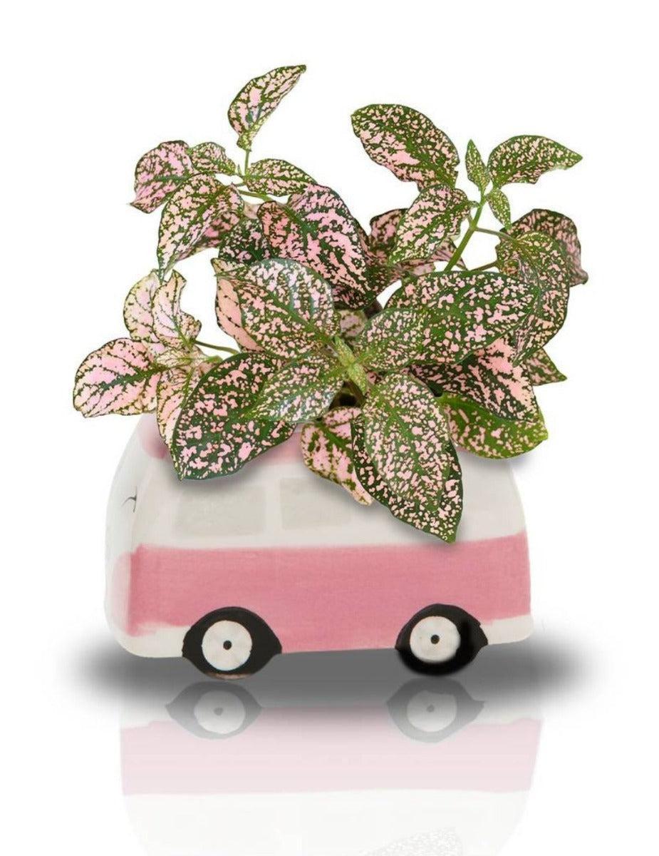Minivan Grow Kit - Freckle Face Van - Pink