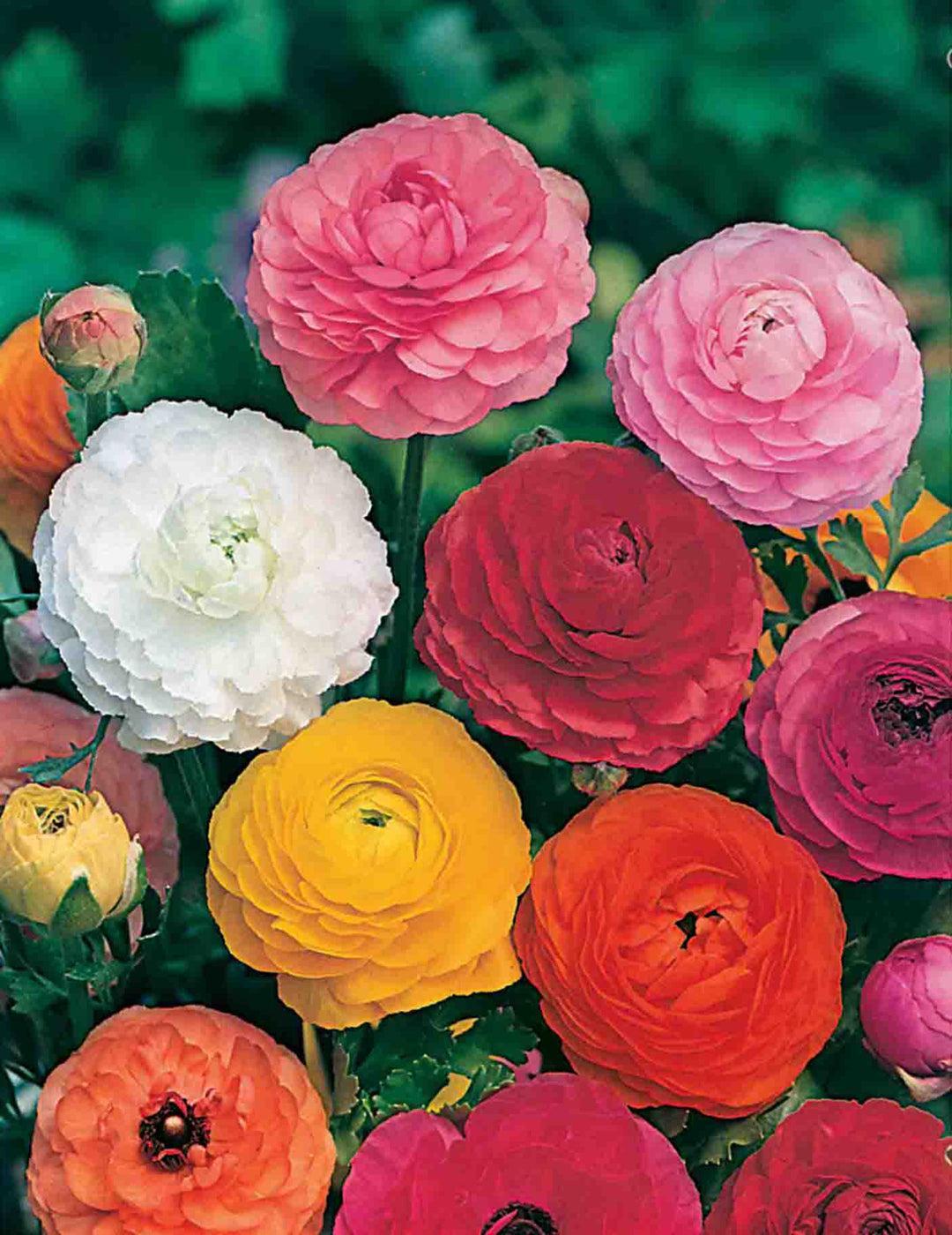 Ranunculus Rembrandt Mixed Bulbs