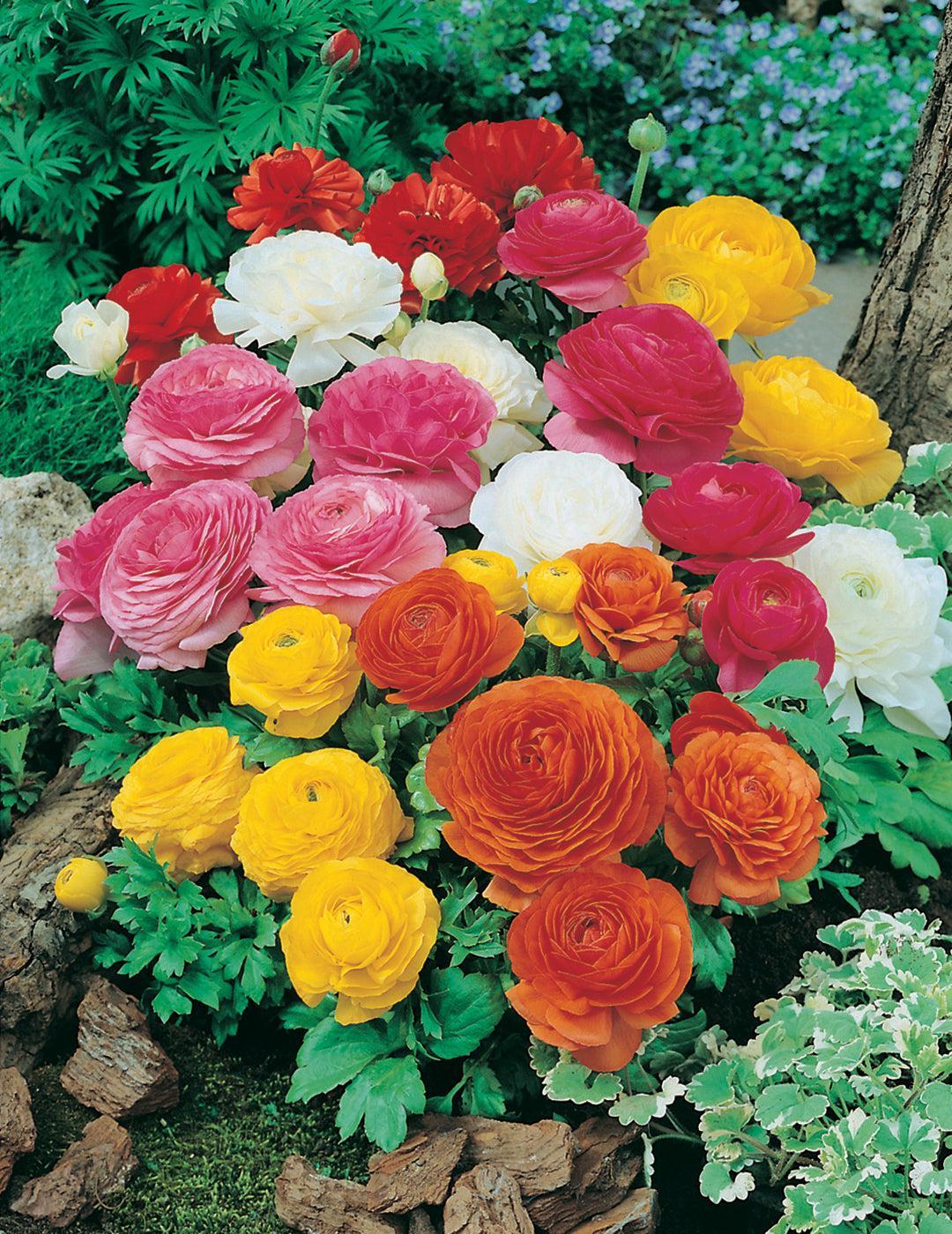 Ranunculus Mixed Colours Bulbs