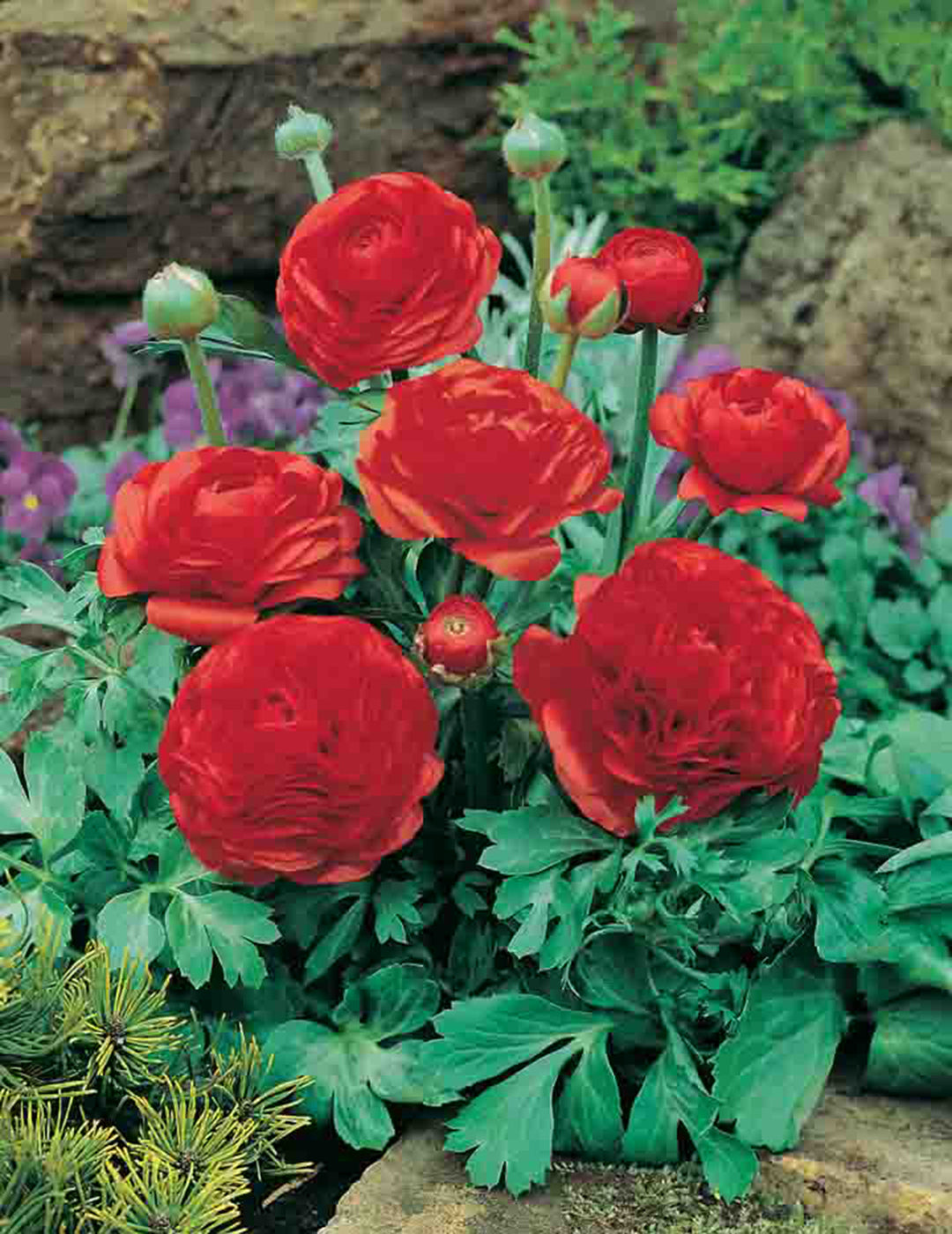 Ranunculus Red Chief Bulbs