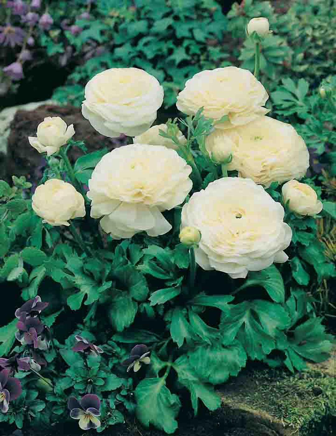 Ranunculus White Cloud Bulbs
