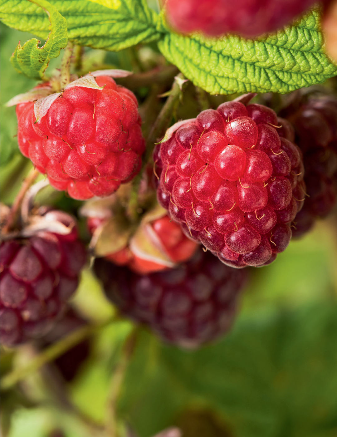 Raspberry Autumn Bliss