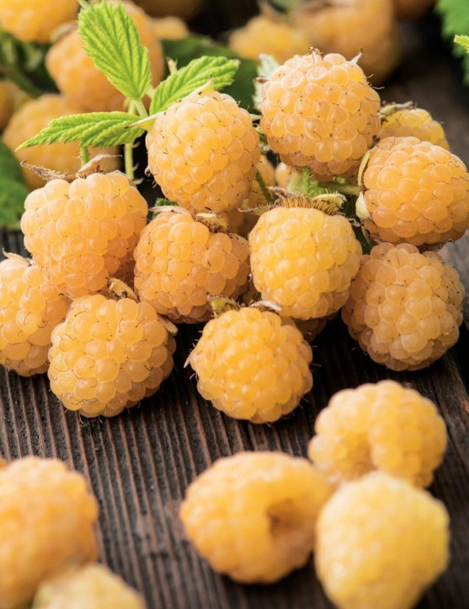 Raspberry Golden Yellow