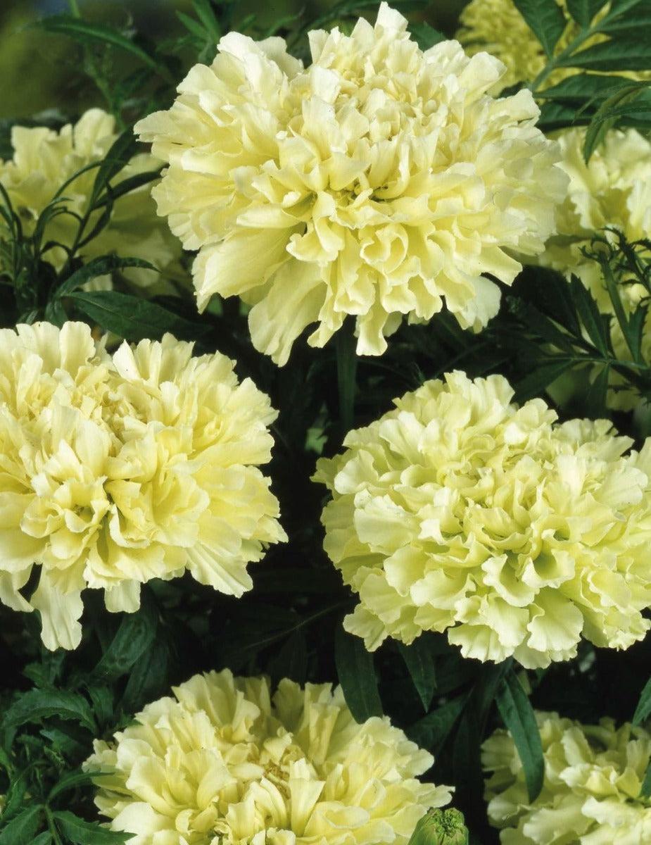 RHS Kilimanjaro Marigold Seeds