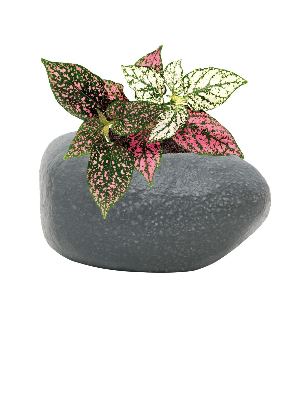Rock Planter 3 Pack