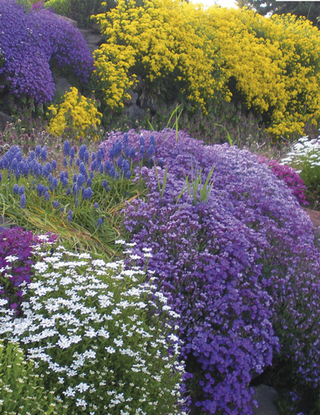 Rockery Flower Mix
