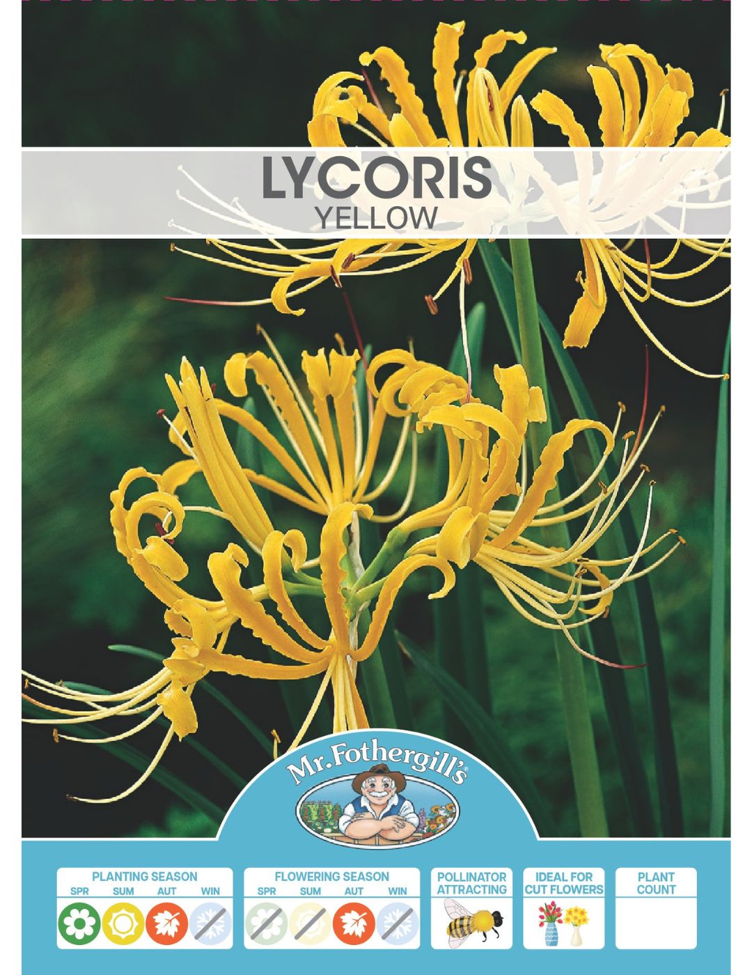Lycoris Gold