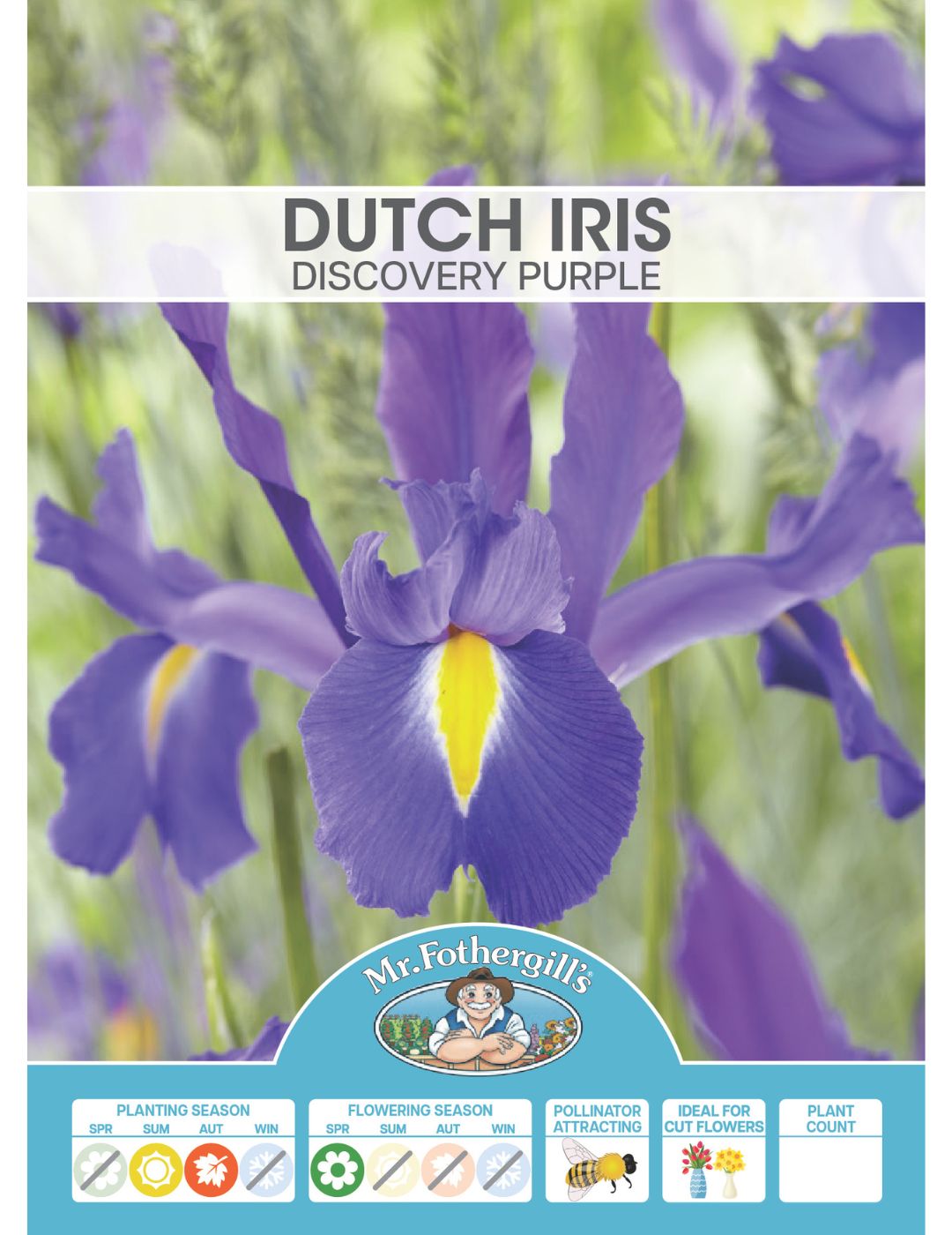 Dutch Iris Discovery Purple Bulbs