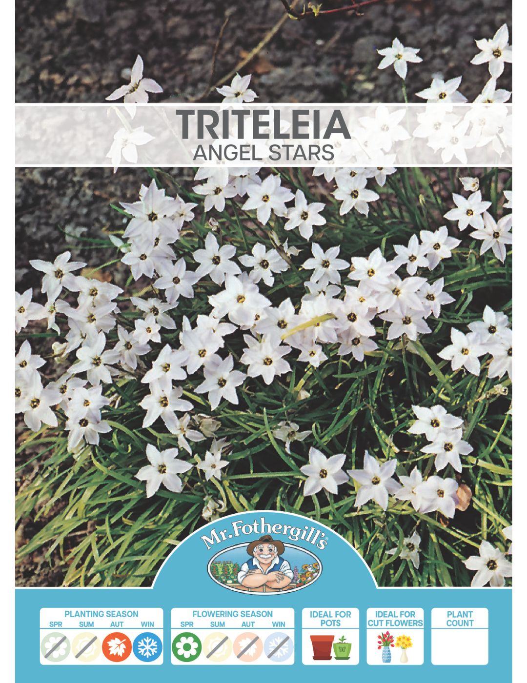 Triteleia Angel Stars Bulbs