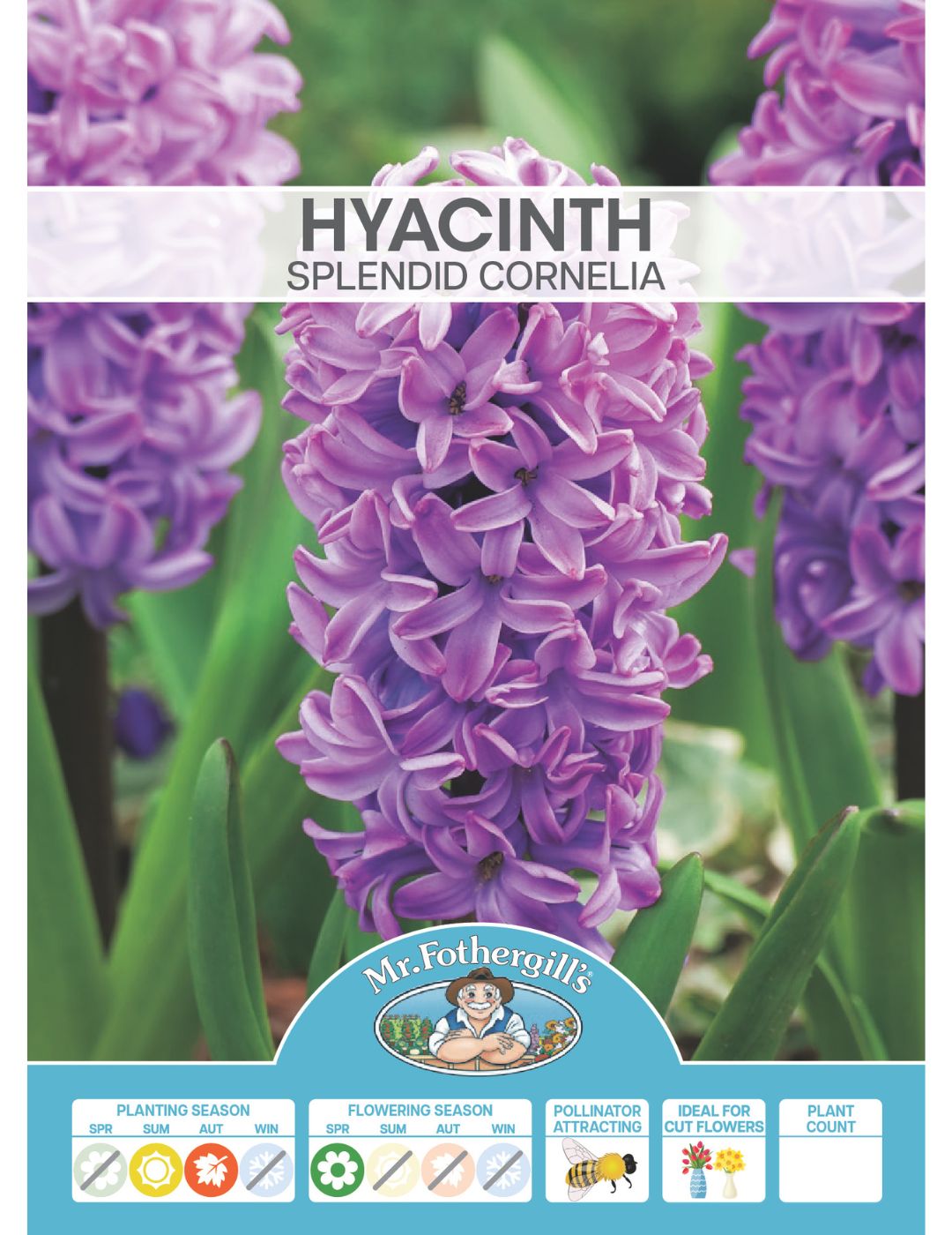 Hyacinth Splendid Cornelia Bulbs