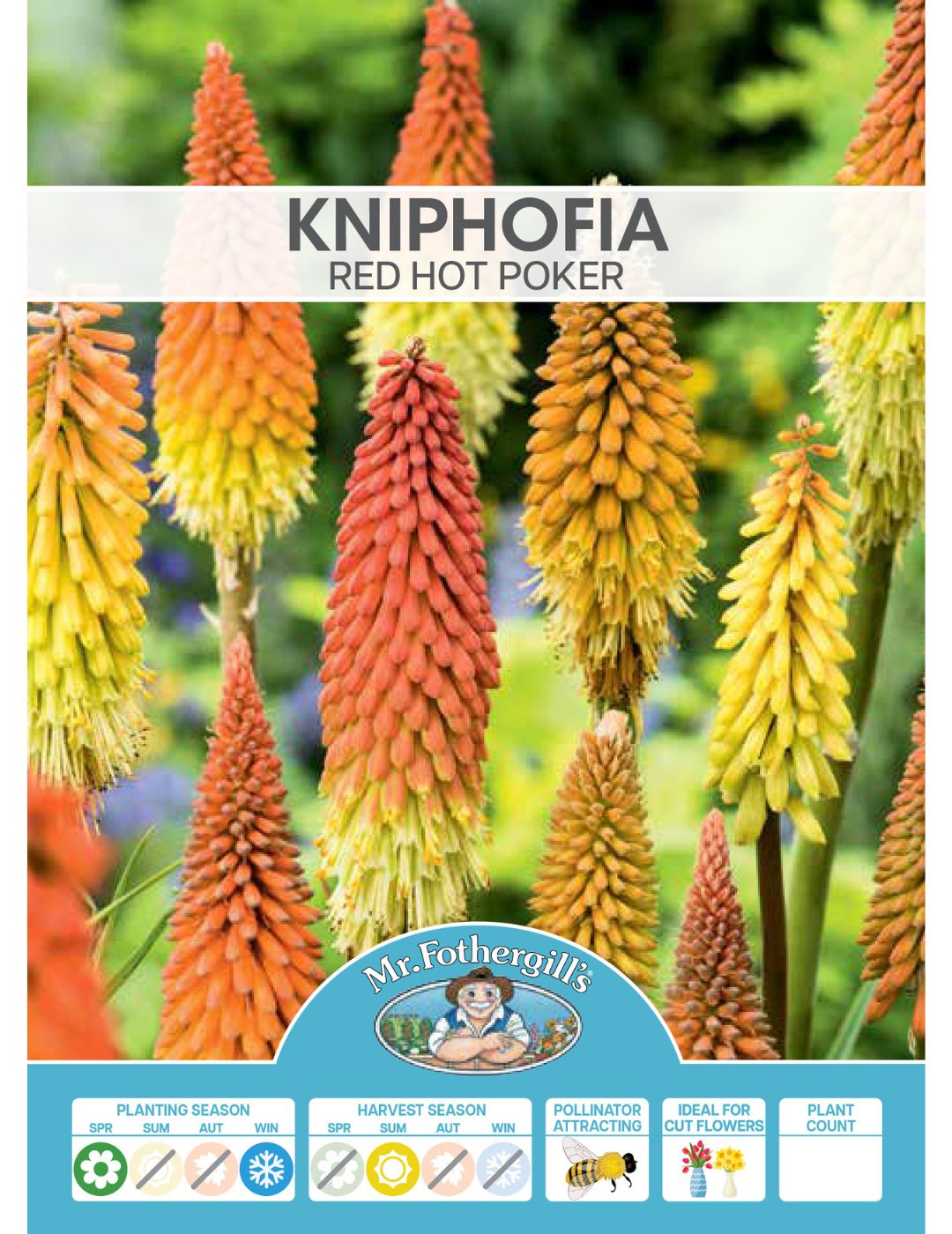 Kniphofia Red Hot Pokers (Season: Aug-Sep)