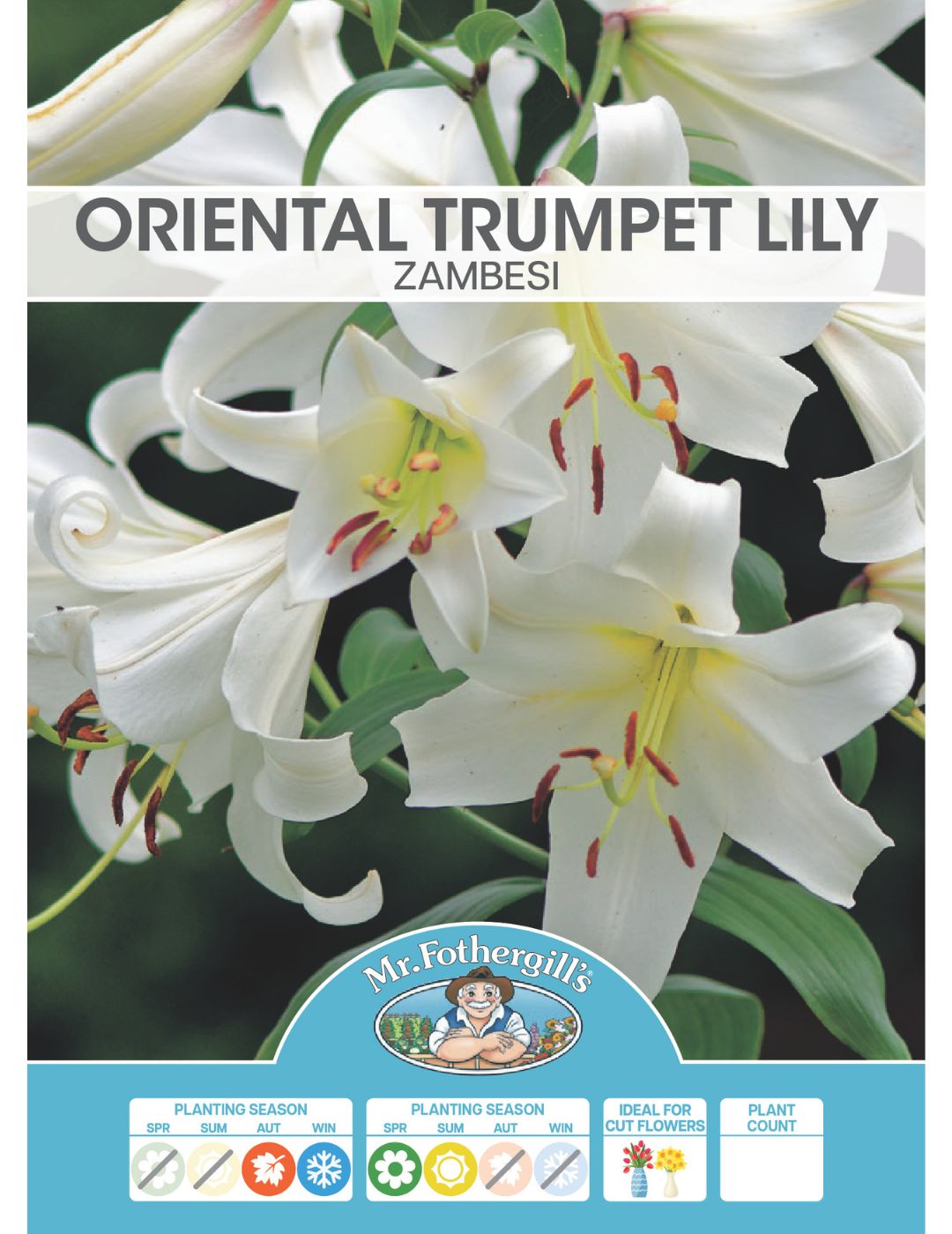 Oriental Trumpet Lily Zambesi (Season: Aug-Sep)